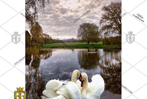 عکس عاشقانه قو ها