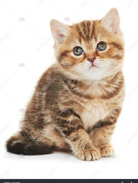 عکس گربه قهوه ای