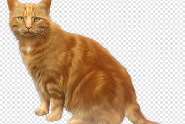 عکس گربه قهوه ای