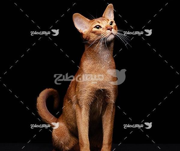 عکس گربه قهوه ای