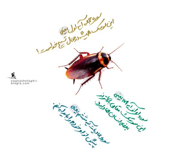 عکس سوسک قران خنک