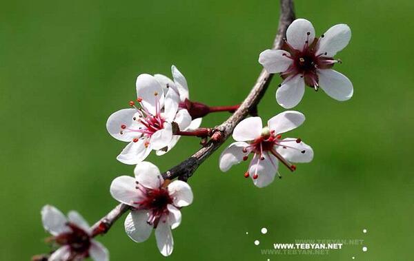 عکس بهار کاظمی