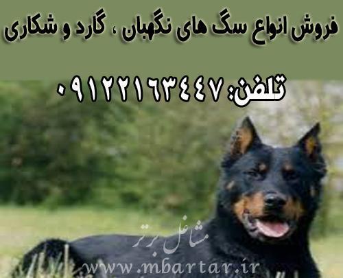 عکس سگ های فروشی نگهبان