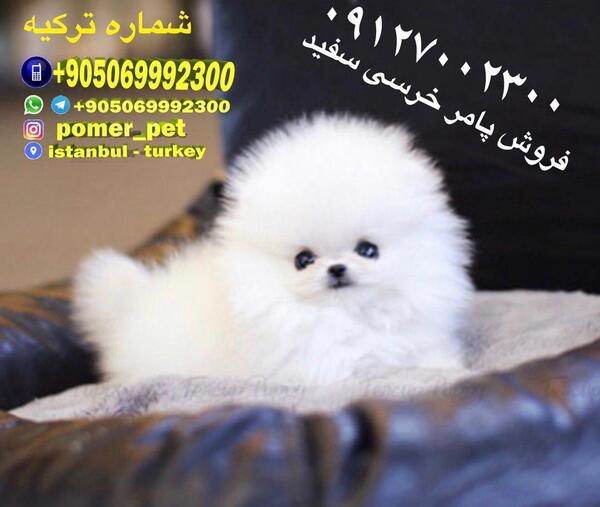 عکس سگ های فروشی نگهبان
