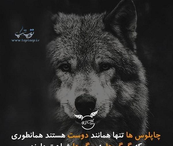 عکس گرگ لباس