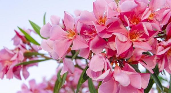 عکس گل خرزهره
