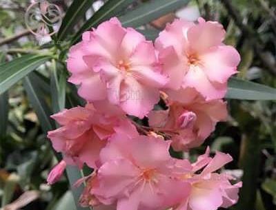 عکس گل خرزهره