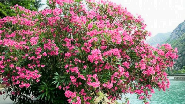 عکس گل خرزهره