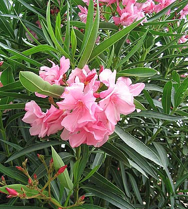 عکس گل خرزهره