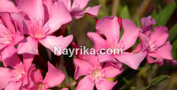 عکس گل خرزهره
