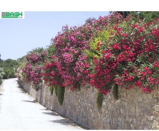 عکس گل خرزهره