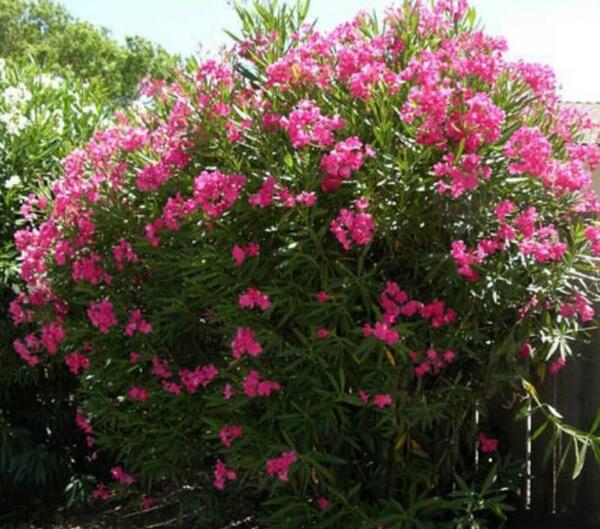 عکس گل خرزهره