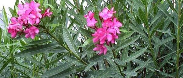 عکس گل خرزهره