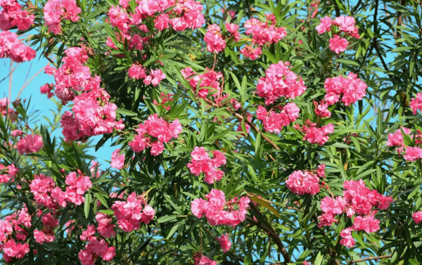 عکس گل خرزهره