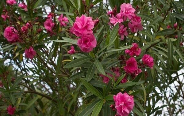 عکس گل خرزهره