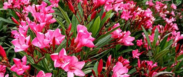 عکس گل خرزهره