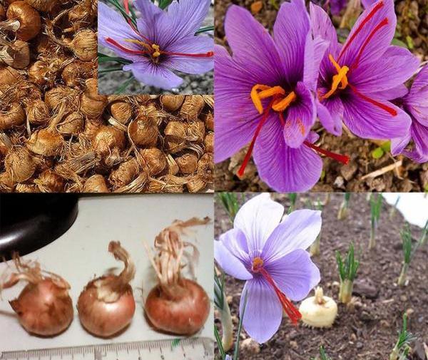 عکسهای کاشت زعفران