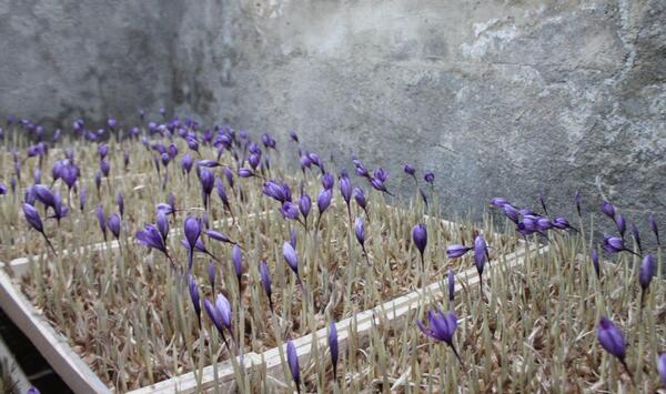 عکسهای کاشت زعفران