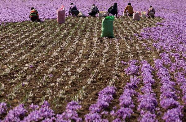 عکسهای کاشت زعفران