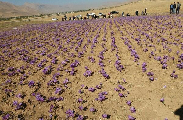 عکسهای کاشت زعفران
