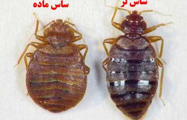 عکس ملکه شپش ها
