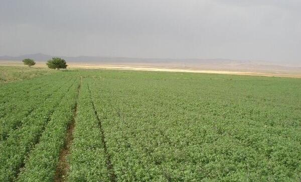 عکس کشت یونجه