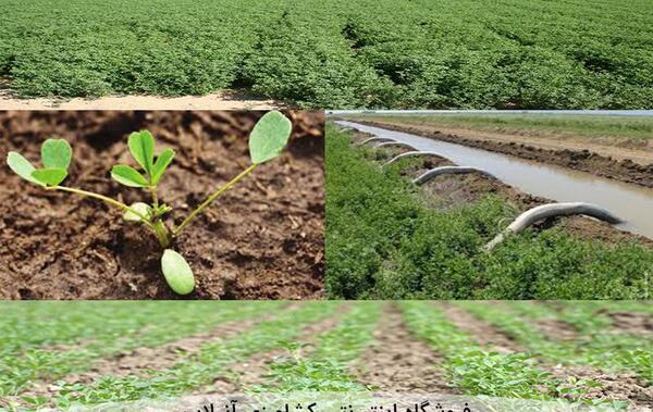 عکس کشت یونجه
