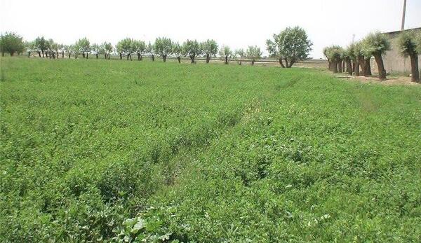 عکس کشت یونجه