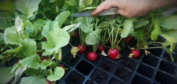 عکس کاشت تربچه