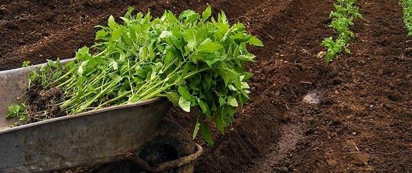 عکس کاشت گوجه فرنگی
