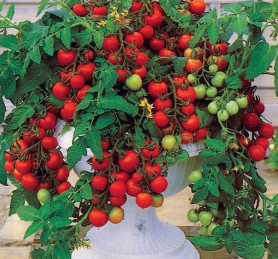 عکس کاشت گوجه فرنگی