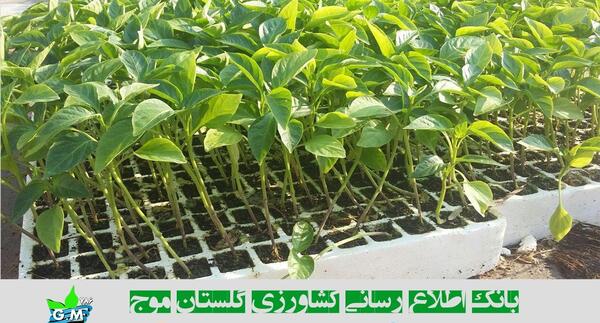 عکس کاشت گوجه فرنگی