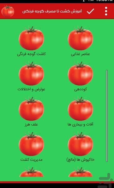 عکس کاشت گوجه فرنگی
