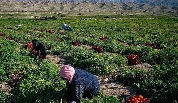 عکس کاشت گوجه فرنگی