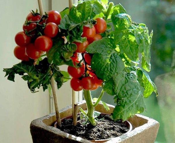 عکس کاشت گوجه فرنگی