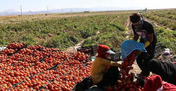 عکس کاشت گوجه فرنگی