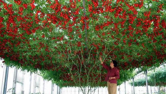 عکس کاشت گوجه فرنگی