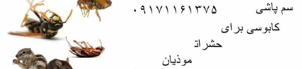 عکس سوسک قوی