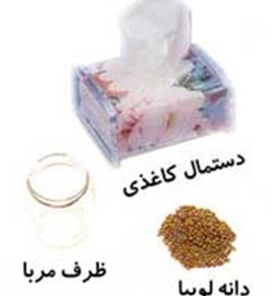 عکس آزمایش کاشت لوبیا کلاس سوم دبستان
