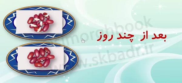 عکس آزمایش کاشت لوبیا کلاس سوم دبستان