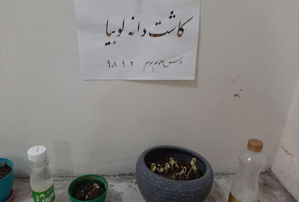 عکس آزمایش کاشت لوبیا کلاس سوم دبستان