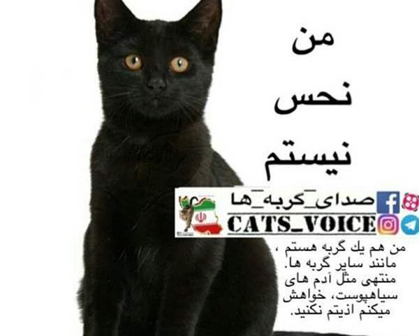عکس جن گربه