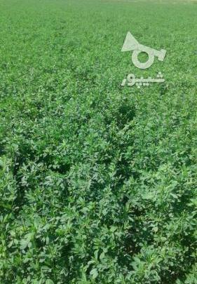 عکس یونجه خرد شده