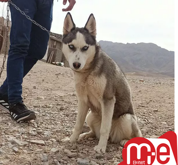 عکس سگ هاسکی ژرمن