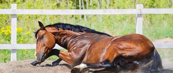 عکس یونجه اسب