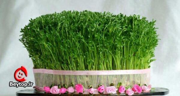 عکس سبزه عید با شاهی