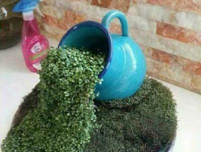 عکس سبزه عید با شاهی