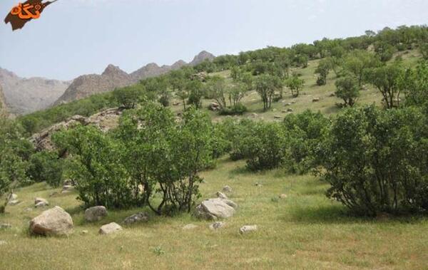 عکس از طبیعت چالابه