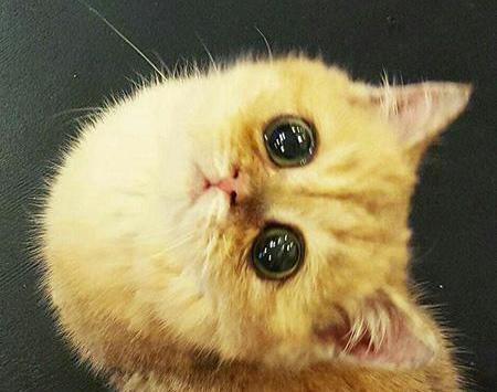 عکس گربه مظلوم شرک