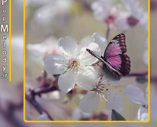 عکس افسون خواننده سریال ستاره شمالی